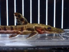 画像2: 【淡水魚】【通販】レア種 No4 タイガーシャベルノーズキャット カクエタ産 ワイルド【個体販売】(±13cm)(大型魚(生体)(熱帯魚)NKO (2)