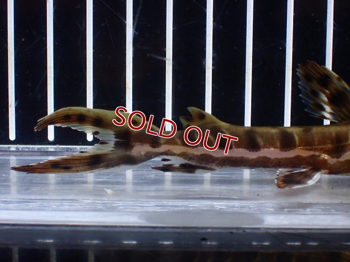 画像3: 【淡水魚】【通販】レア種 No4 タイガーシャベルノーズキャット カクエタ産 ワイルド【個体販売】(±13cm)(大型魚(生体)(熱帯魚)NKO (3)