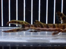 画像3: 【淡水魚】【通販】レア種 No4 タイガーシャベルノーズキャット カクエタ産 ワイルド【個体販売】(±13cm)(大型魚(生体)(熱帯魚)NKO (3)