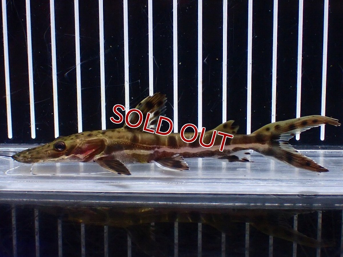 画像4: 【淡水魚】【通販】レア種 No4 タイガーシャベルノーズキャット カクエタ産 ワイルド【個体販売】(±13cm)(大型魚(生体)(熱帯魚)NKO (4)