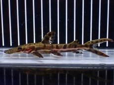 画像4: 【淡水魚】【通販】レア種 No4 タイガーシャベルノーズキャット カクエタ産 ワイルド【個体販売】(±13cm)(大型魚(生体)(熱帯魚)NKO (4)