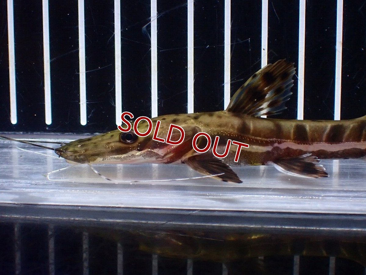 画像5: 【淡水魚】【通販】レア種 No4 タイガーシャベルノーズキャット カクエタ産 ワイルド【個体販売】(±13cm)(大型魚(生体)(熱帯魚)NKO (5)