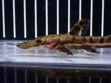 画像5: 【淡水魚】【通販】レア種 No4 タイガーシャベルノーズキャット カクエタ産 ワイルド【個体販売】(±13cm)(大型魚(生体)(熱帯魚)NKO (5)
