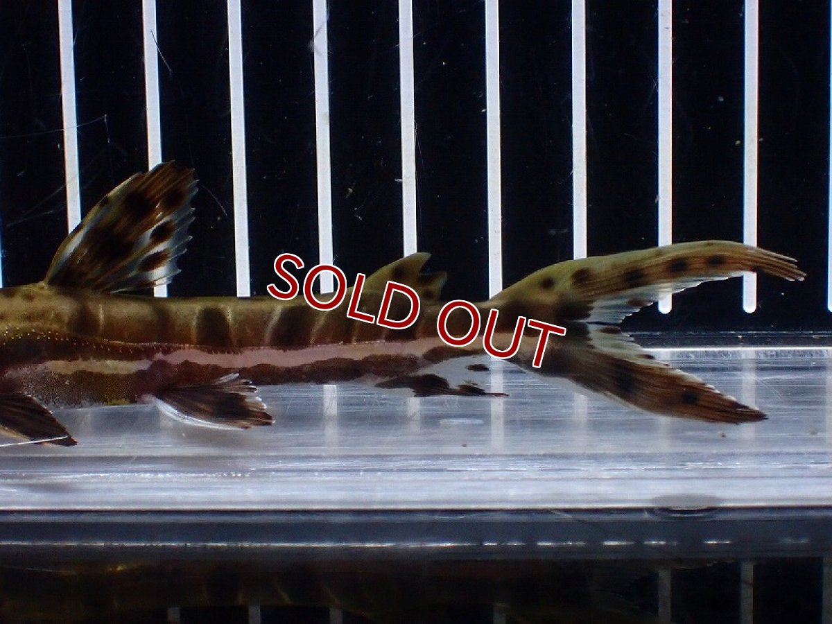 画像6: 【淡水魚】【通販】レア種 No4 タイガーシャベルノーズキャット カクエタ産 ワイルド【個体販売】(±13cm)(大型魚(生体)(熱帯魚)NKO (6)