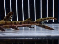 画像6: 【淡水魚】【通販】レア種 No4 タイガーシャベルノーズキャット カクエタ産 ワイルド【個体販売】(±13cm)(大型魚(生体)(熱帯魚)NKO (6)
