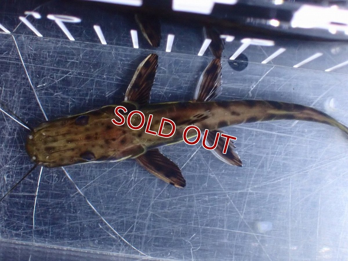 画像7: 【淡水魚】【通販】レア種 No4 タイガーシャベルノーズキャット カクエタ産 ワイルド【個体販売】(±13cm)(大型魚(生体)(熱帯魚)NKO (7)