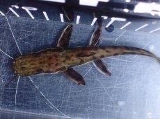 画像7: 【淡水魚】【通販】レア種 No4 タイガーシャベルノーズキャット カクエタ産 ワイルド【個体販売】(±13cm)(大型魚(生体)(熱帯魚)NKO (7)