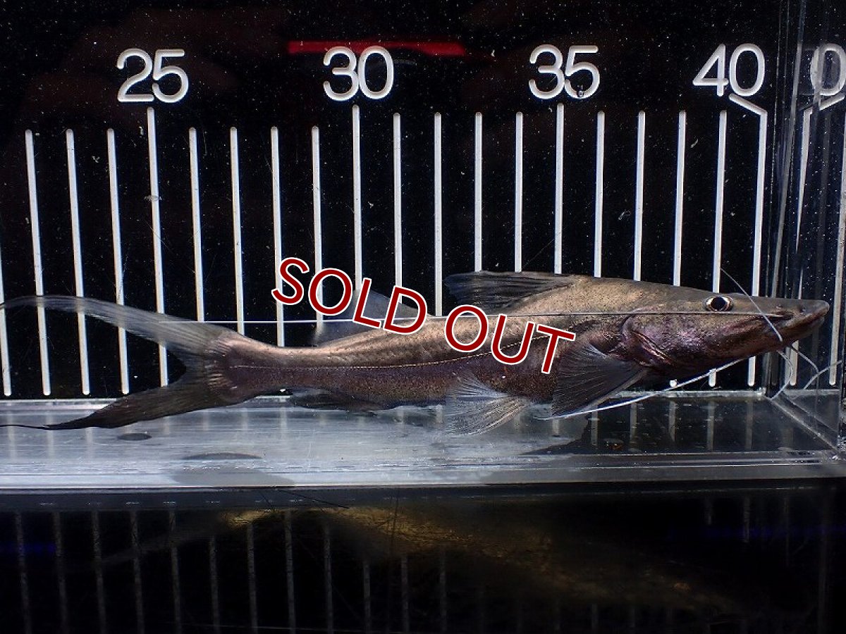 画像1: 【淡水魚】【通販】ピラムターバ スリナム産 ワイルド【個体販売】(±20cm)(大型魚)(生体)(熱帯魚)NKO (1)