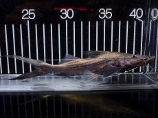 画像1: 【淡水魚】【通販】ピラムターバ スリナム産 ワイルド【個体販売】(±20cm)(大型魚)(生体)(熱帯魚)NKO (1)