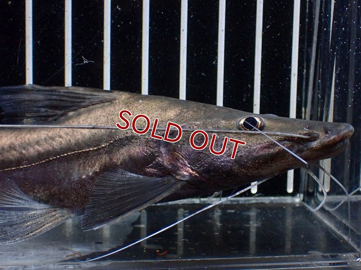 画像2: 【淡水魚】【通販】ピラムターバ スリナム産 ワイルド【個体販売】(±20cm)(大型魚)(生体)(熱帯魚)NKO (2)