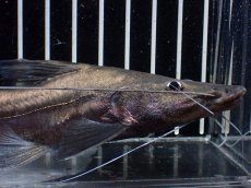 画像2: 【淡水魚】【通販】ピラムターバ スリナム産 ワイルド【個体販売】(±20cm)(大型魚)(生体)(熱帯魚)NKO (2)