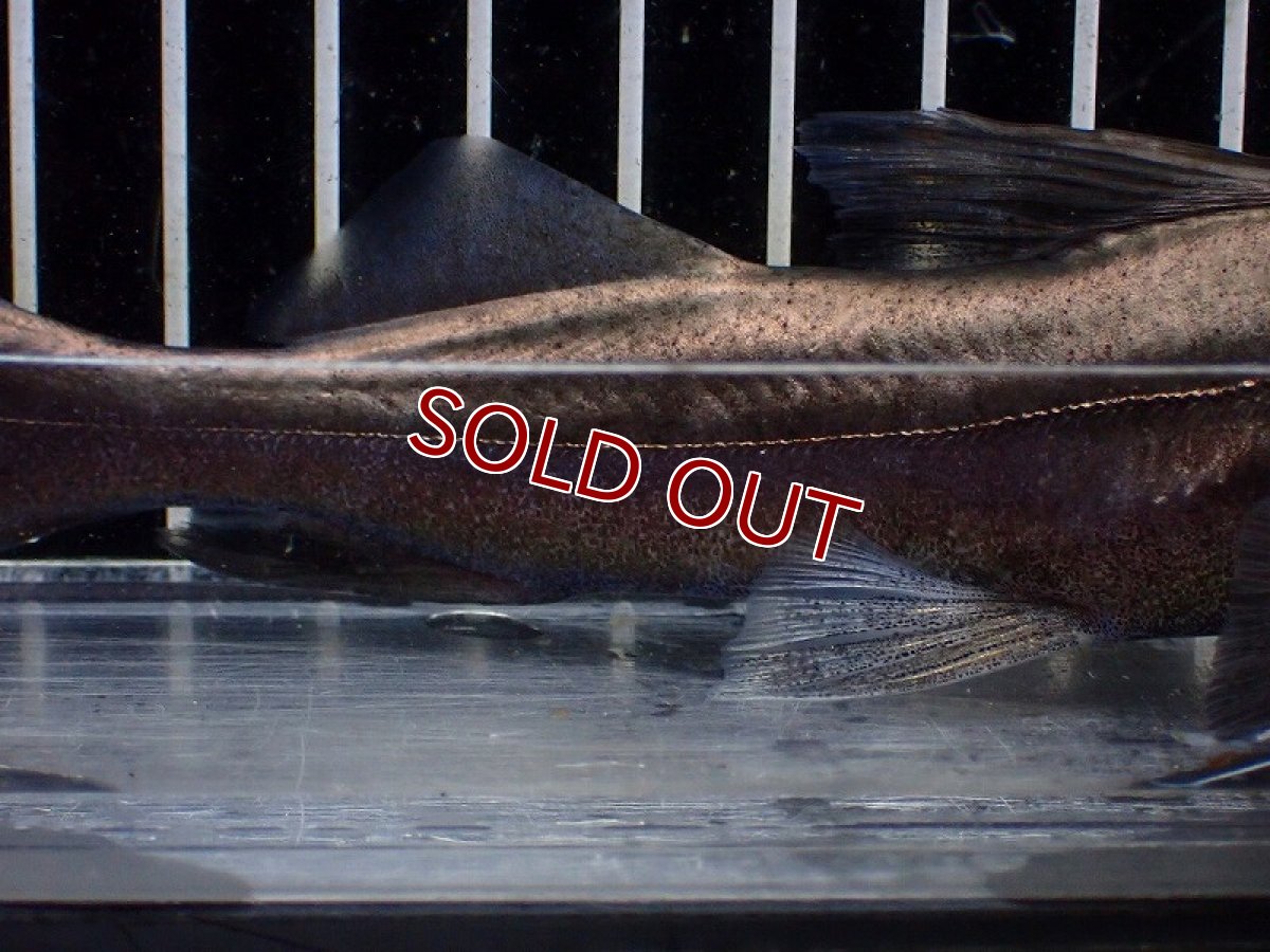 画像3: 【淡水魚】【通販】ピラムターバ スリナム産 ワイルド【個体販売】(±20cm)(大型魚)(生体)(熱帯魚)NKO (3)