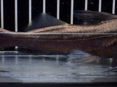 画像3: 【淡水魚】【通販】ピラムターバ スリナム産 ワイルド【個体販売】(±20cm)(大型魚)(生体)(熱帯魚)NKO (3)