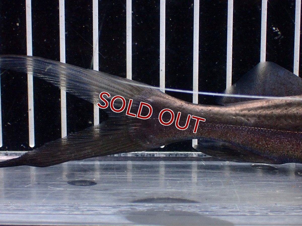 画像4: 【淡水魚】【通販】ピラムターバ スリナム産 ワイルド【個体販売】(±20cm)(大型魚)(生体)(熱帯魚)NKO (4)