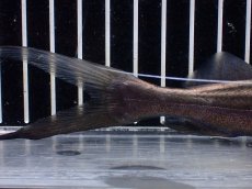画像4: 【淡水魚】【通販】ピラムターバ スリナム産 ワイルド【個体販売】(±20cm)(大型魚)(生体)(熱帯魚)NKO (4)