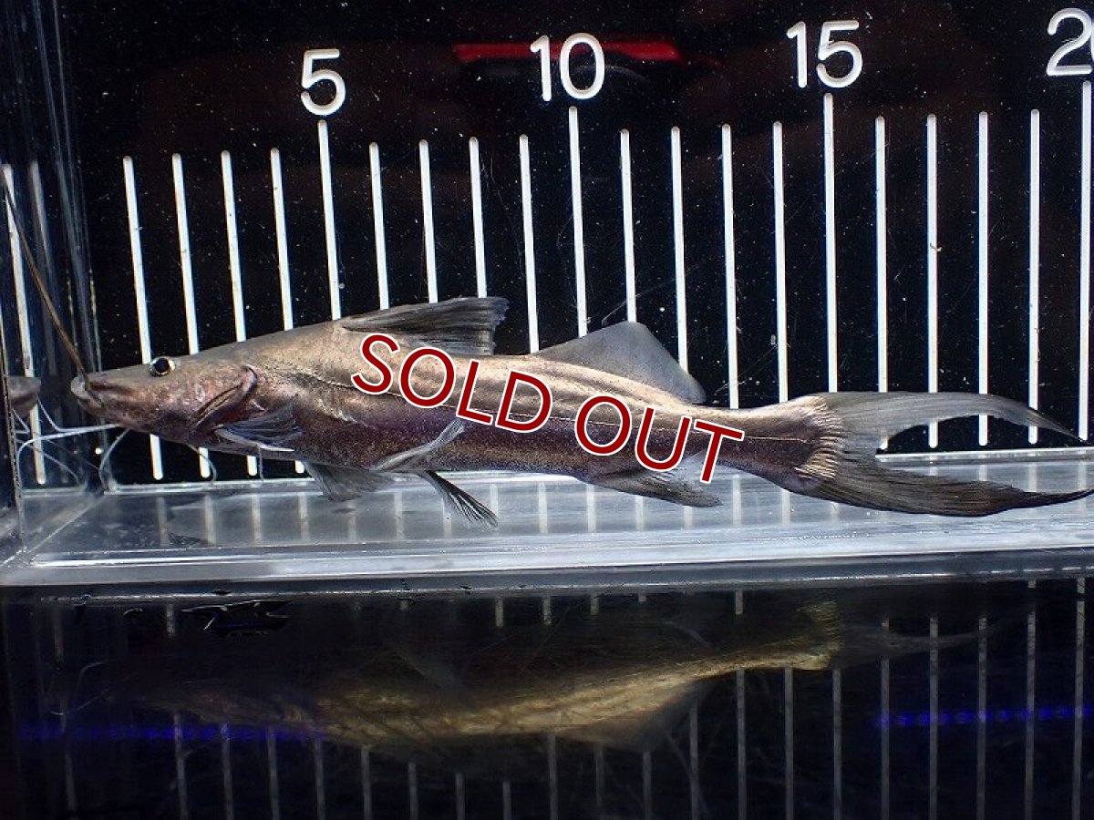 画像5: 【淡水魚】【通販】ピラムターバ スリナム産 ワイルド【個体販売】(±20cm)(大型魚)(生体)(熱帯魚)NKO (5)
