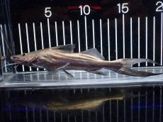 画像5: 【淡水魚】【通販】ピラムターバ スリナム産 ワイルド【個体販売】(±20cm)(大型魚)(生体)(熱帯魚)NKO (5)