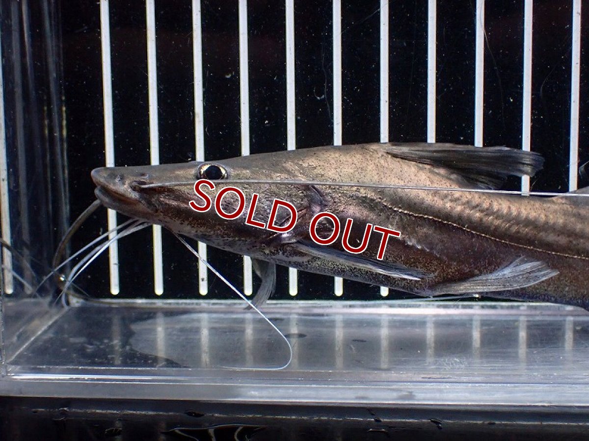 画像6: 【淡水魚】【通販】ピラムターバ スリナム産 ワイルド【個体販売】(±20cm)(大型魚)(生体)(熱帯魚)NKO (6)