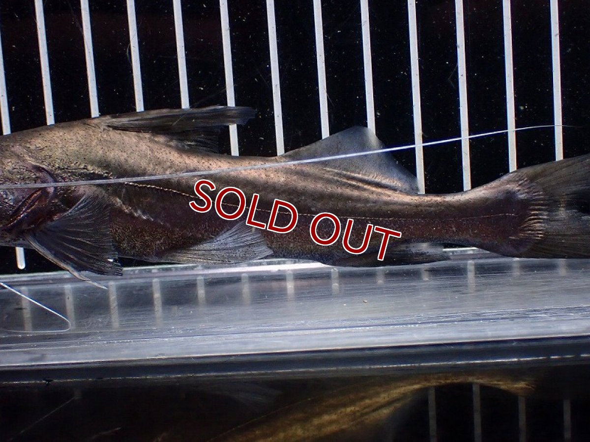 画像7: 【淡水魚】【通販】ピラムターバ スリナム産 ワイルド【個体販売】(±20cm)(大型魚)(生体)(熱帯魚)NKO (7)