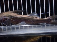 画像7: 【淡水魚】【通販】ピラムターバ スリナム産 ワイルド【個体販売】(±20cm)(大型魚)(生体)(熱帯魚)NKO (7)