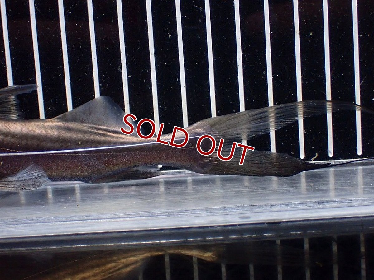 画像8: 【淡水魚】【通販】ピラムターバ スリナム産 ワイルド【個体販売】(±20cm)(大型魚)(生体)(熱帯魚)NKO (8)