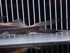 画像8: 【淡水魚】【通販】ピラムターバ スリナム産 ワイルド【個体販売】(±20cm)(大型魚)(生体)(熱帯魚)NKO (8)