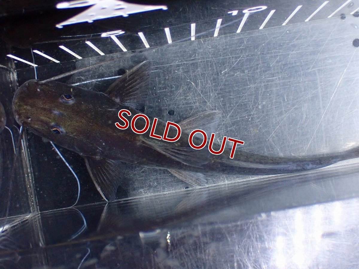 画像9: 【淡水魚】【通販】ピラムターバ スリナム産 ワイルド【個体販売】(±20cm)(大型魚)(生体)(熱帯魚)NKO (9)