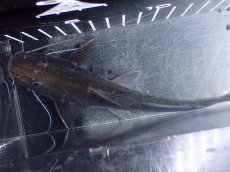 画像9: 【淡水魚】【通販】ピラムターバ スリナム産 ワイルド【個体販売】(±20cm)(大型魚)(生体)(熱帯魚)NKO (9)