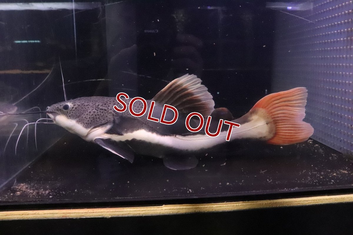 画像1: 【ウィンターセール 10％OFF対象商品】【淡水魚】【通販】ビッグサイズ レッドテールキャット【個体販売】(±35cm)(大型魚)(生体)(熱帯魚)NKO (1)