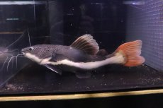 画像1: 【淡水魚】【通販】ビッグサイズ レッドテールキャット【個体販売】(±35cm)(大型魚)(生体)(熱帯魚)NKO (1)