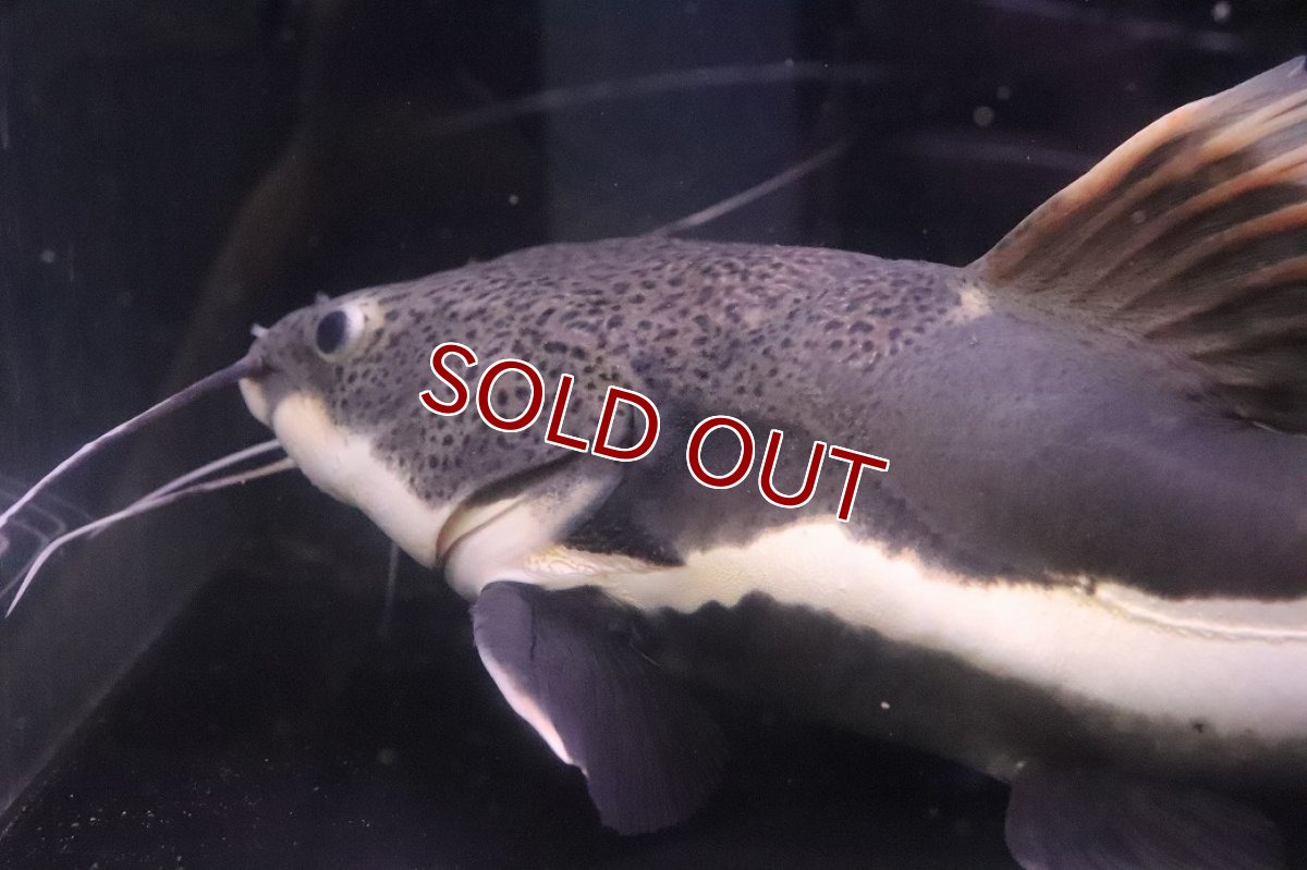 画像2: 【ウィンターセール 10％OFF対象商品】【淡水魚】【通販】ビッグサイズ レッドテールキャット【個体販売】(±35cm)(大型魚)(生体)(熱帯魚)NKO (2)