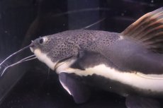 画像2: 【淡水魚】【通販】ビッグサイズ レッドテールキャット【個体販売】(±35cm)(大型魚)(生体)(熱帯魚)NKO (2)
