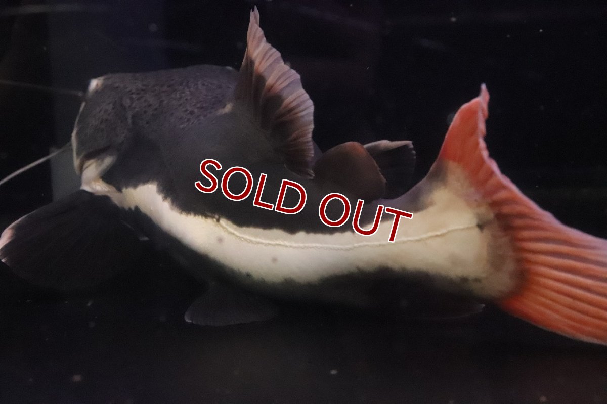 画像3: 【ウィンターセール 10％OFF対象商品】【淡水魚】【通販】ビッグサイズ レッドテールキャット【個体販売】(±35cm)(大型魚)(生体)(熱帯魚)NKO (3)