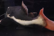 画像3: 【淡水魚】【通販】ビッグサイズ レッドテールキャット【個体販売】(±35cm)(大型魚)(生体)(熱帯魚)NKO (3)