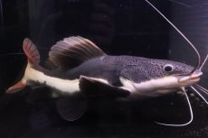 画像5: 【淡水魚】【通販】ビッグサイズ レッドテールキャット【個体販売】(±35cm)(大型魚)(生体)(熱帯魚)NKO (5)