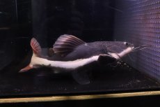 画像6: 【淡水魚】【通販】ビッグサイズ レッドテールキャット【個体販売】(±35cm)(大型魚)(生体)(熱帯魚)NKO (6)