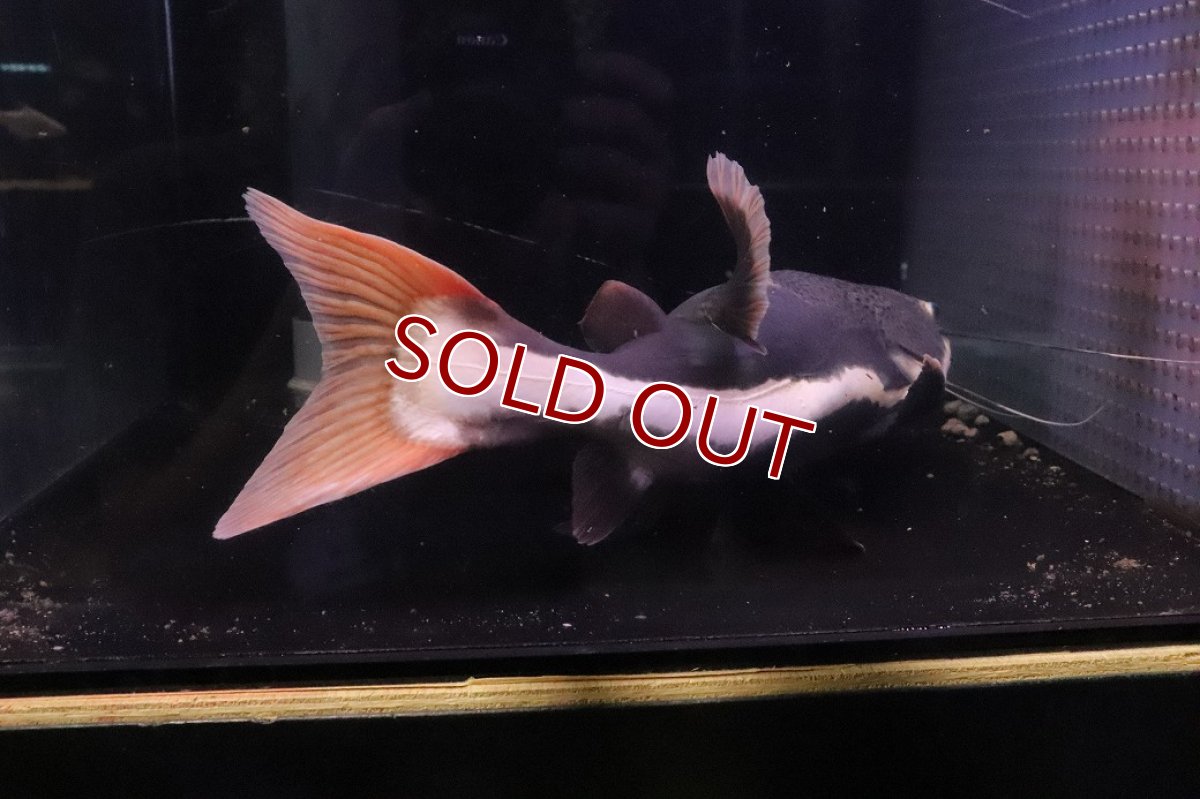 画像7: 【ウィンターセール 10％OFF対象商品】【淡水魚】【通販】ビッグサイズ レッドテールキャット【個体販売】(±35cm)(大型魚)(生体)(熱帯魚)NKO (7)