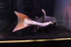 画像7: 【淡水魚】【通販】ビッグサイズ レッドテールキャット【個体販売】(±35cm)(大型魚)(生体)(熱帯魚)NKO (7)