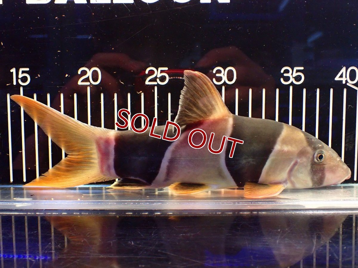 画像1: 【淡水魚】【通販】今回限定爆安 激レアサイズ 特大 No1 クラウンローチ【個体販売】(±25cm)(大型魚)(生体)(熱帯魚)NKO (1)