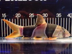 画像1: 【淡水魚】【通販】激レアサイズ 特大 No1 クラウンローチ【個体販売】(±25cm)(大型魚)(生体)(熱帯魚)NKO (1)