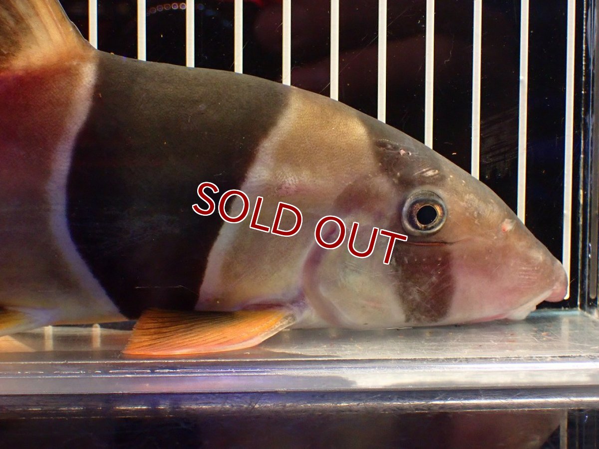 画像2: 【淡水魚】【通販】今回限定爆安 激レアサイズ 特大 No1 クラウンローチ【個体販売】(±25cm)(大型魚)(生体)(熱帯魚)NKO (2)