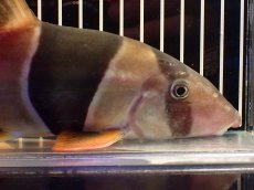 画像2: 【淡水魚】【通販】激レアサイズ 特大 No1 クラウンローチ【個体販売】(±25cm)(大型魚)(生体)(熱帯魚)NKO (2)