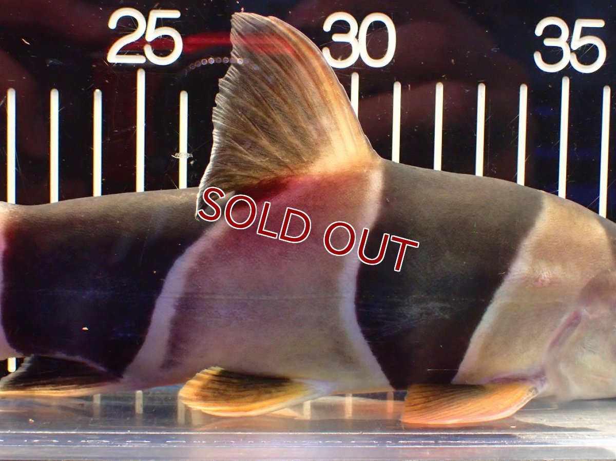 画像3: 【淡水魚】【通販】今回限定爆安 激レアサイズ 特大 No1 クラウンローチ【個体販売】(±25cm)(大型魚)(生体)(熱帯魚)NKO (3)