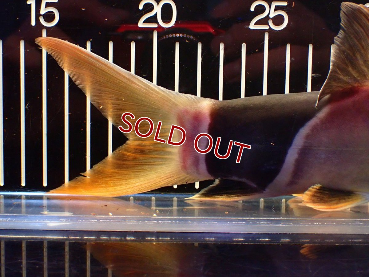 画像4: 【淡水魚】【通販】今回限定爆安 激レアサイズ 特大 No1 クラウンローチ【個体販売】(±25cm)(大型魚)(生体)(熱帯魚)NKO (4)