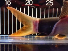 画像4: 【淡水魚】【通販】激レアサイズ 特大 No1 クラウンローチ【個体販売】(±25cm)(大型魚)(生体)(熱帯魚)NKO (4)