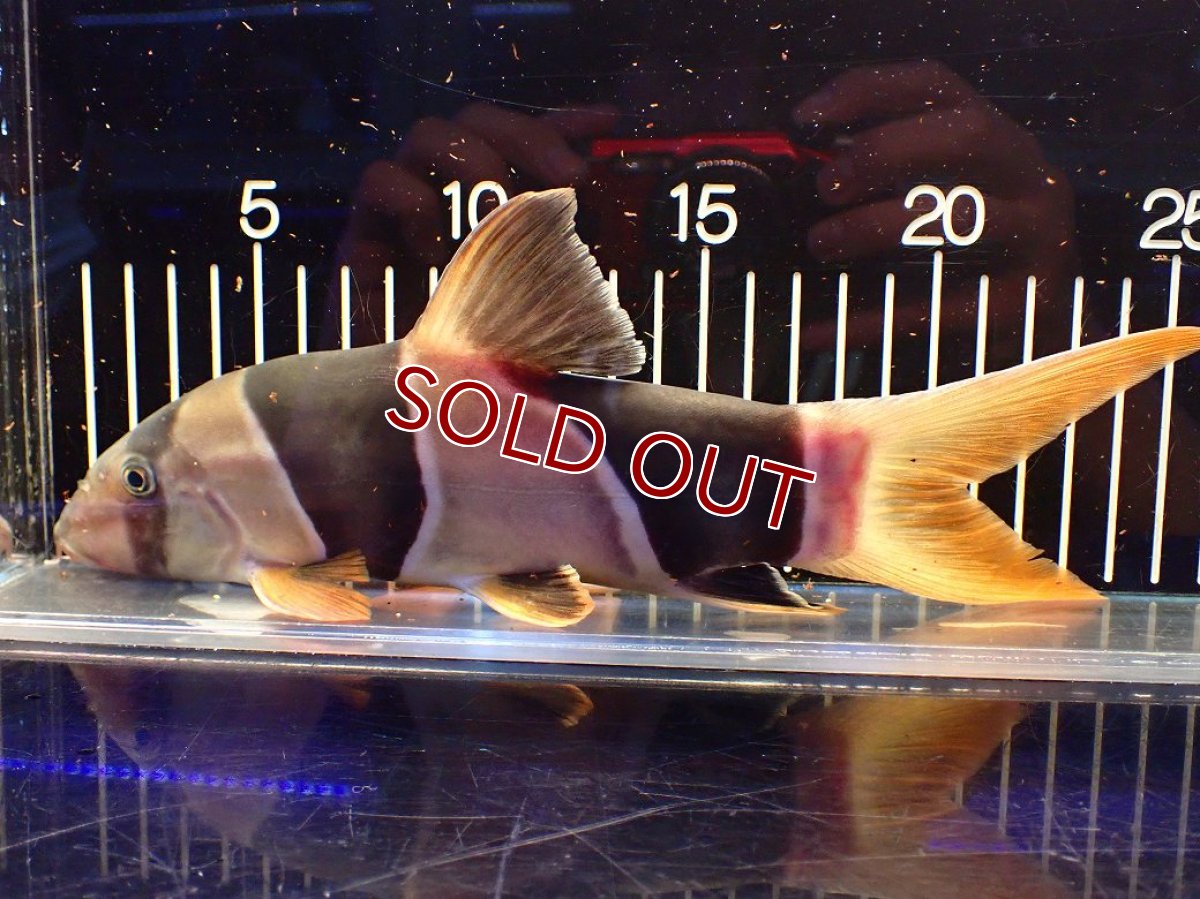 画像5: 【淡水魚】【通販】今回限定爆安 激レアサイズ 特大 No1 クラウンローチ【個体販売】(±25cm)(大型魚)(生体)(熱帯魚)NKO (5)
