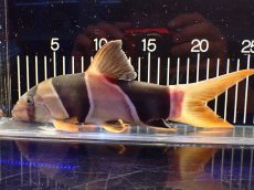 画像5: 【淡水魚】【通販】激レアサイズ 特大 No1 クラウンローチ【個体販売】(±25cm)(大型魚)(生体)(熱帯魚)NKO (5)