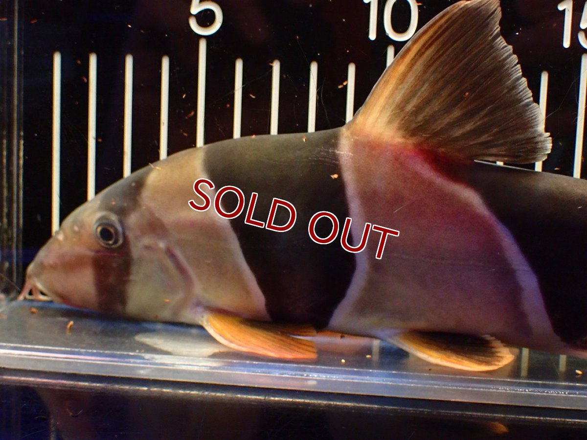 画像6: 【淡水魚】【通販】今回限定爆安 激レアサイズ 特大 No1 クラウンローチ【個体販売】(±25cm)(大型魚)(生体)(熱帯魚)NKO (6)