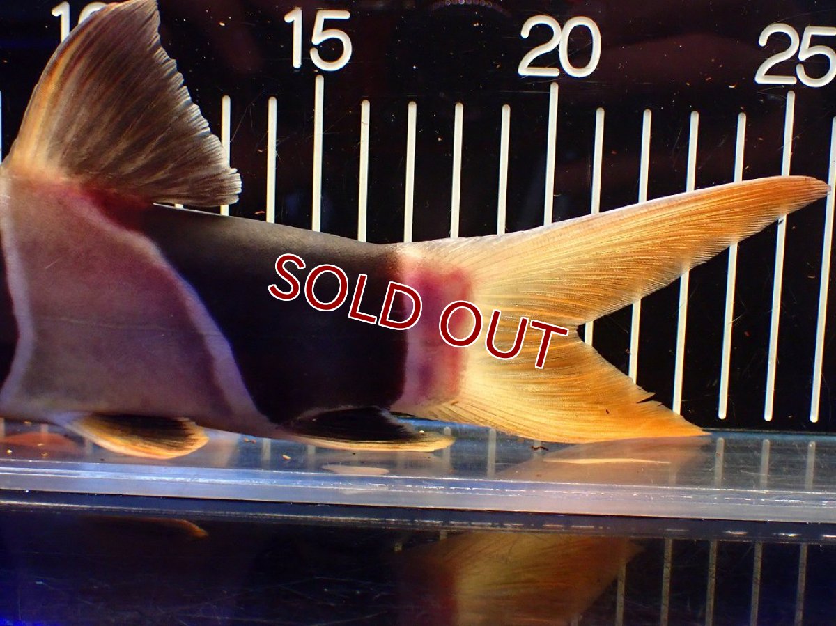 画像7: 【淡水魚】【通販】今回限定爆安 激レアサイズ 特大 No1 クラウンローチ【個体販売】(±25cm)(大型魚)(生体)(熱帯魚)NKO (7)