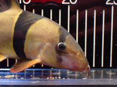 画像2: 【淡水魚】【通販】激レアサイズ 特大 No2 クラウンローチ【個体販売】(±21cm)(大型魚)(生体)(熱帯魚)NKO (2)